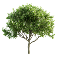 ai generado 3d representación de un verde hojas árbol en transparente antecedentes - ai generado png