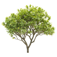 ai generado 3d representación de un verde hojas árbol en transparente antecedentes - ai generado png