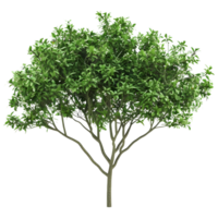 AI generated 3D Rendering of a Green Leaves Tree on Transparent Background - Ai Generated png