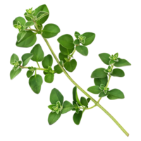 AI generated 3D Rendering of a Oregano Leaves on Transparent Background - Ai Generated png