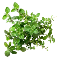 AI generated 3D Rendering of a Oregano Leaves on Transparent Background - Ai Generated png