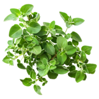 AI generated 3D Rendering of a Oregano Leaves on Transparent Background - Ai Generated png