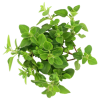 ai gegenereerd 3d renderen van een oregano bladeren Aan transparant achtergrond - ai gegenereerd png