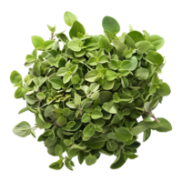 ai gegenereerd 3d renderen van een oregano bladeren Aan transparant achtergrond - ai gegenereerd png