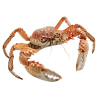 ai généré 3d le rendu de une Roi Crabes sur transparent Contexte - ai généré png