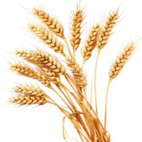 AI generated Wheat on Transparent background - Ai Generated png