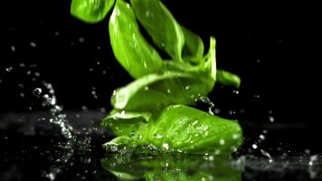 Basil leaves fall on the table. Filmed is slow motion 1000 fps. High quality FullHD footage video