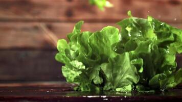 súper lento movimiento Fresco lechuga hojas otoño en el mesa. en un de madera antecedentes. filmado a 1000 fps. video