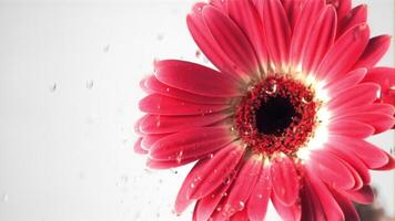 súper lento movimiento en el rosado flor gerberas soltar gotas de agua. en un blanco fondo.filmado en un alta velocidad cámara a 1000 fps. video