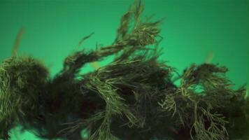 Super slow motion sprigs of fragrant dill rise up and fall. On a green screen. Filmed on a high-speed camera at 1000 fps. video