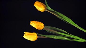 super långsam rörelse färsk blomma tulpaner falla in i de vatten med stänk. på en svart bakgrund.filmad på 1000 fps. video
