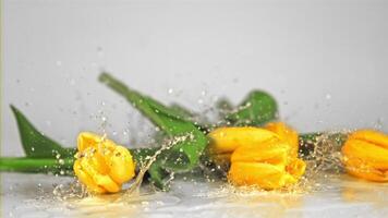 Super slow motion tulip flowers fall with splashes on the water. On a white background.Filmed on a high-speed camera at 1000 fps. video