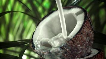 Leche es vertido dentro medio un Coco con un chapoteo. filmado en un alta velocidad cámara a 1000 fps. alto calidad full HD imágenes video