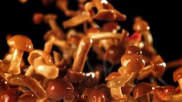 Pickled mushrooms fly up and fall down. Filmed on a high-speed camera at 1000 fps. High quality FullHD footage video