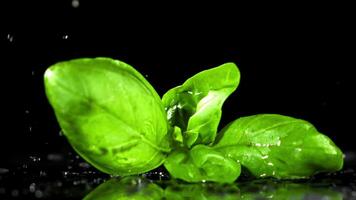 Basil falls on a wet table. Filmed is slow motion 1000 fps. High quality FullHD footage video