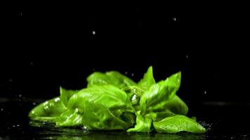 Basil falls on a wet table. Filmed is slow motion 1000 fps. High quality FullHD footage video