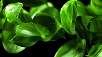 Basil leaves fly up. Filmed is slow motion 1000 fps. High quality FullHD footage video