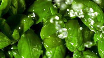 Rain falls on the basil leaves. Filmed is slow motion 1000 fps. High quality FullHD footage video