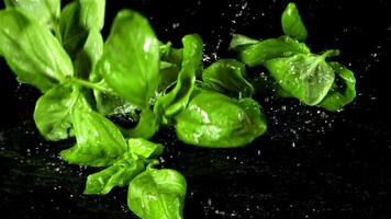 Basil leaves fall on the table. Filmed is slow motion 1000 fps. High quality FullHD footage video