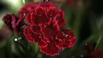 vallend druppels van water Aan rood bloemen. gefilmd is langzaam beweging 1000 fps. hoog kwaliteit full HD beeldmateriaal video