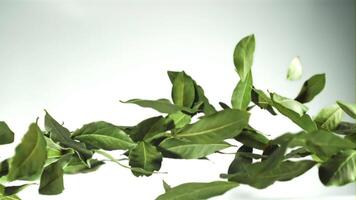 Bay leaf flies up and falls. Filmed is slow motion 1000 fps. High quality FullHD footage video