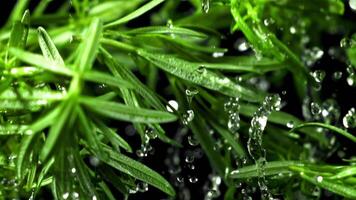 Rosemary branches with water drops fly up. Filmed is slow motion 1000 fps. High quality FullHD footage video