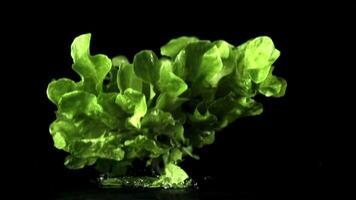 Super slow motion fresh lettuce leaves fall on the table. On a black background. Filmed on a high-speed camera at 1000 fps. video