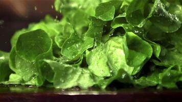 super lent mouvement sur le salade feuilles tomber gouttes de l'eau. sur une en bois arrière-plan.filmé sur une haute vitesse caméra à 1000 ips. video