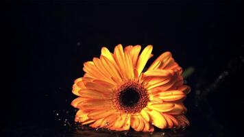 Super slow motion flower gerber falls on the table. On a black background. Filmed on a high-speed camera at 1000 fps. video