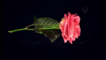 súper lento movimiento uno flor Rosa caídas en el mesa. en un negro antecedentes. filmado en un alta velocidad cámara a 1000 fps. video