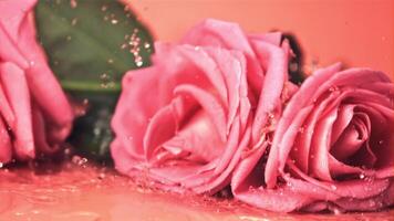 Super slow motion rose flowers fall on the water with splashes. Filmed on a high-speed camera at 1000 fps.On a pink background. video