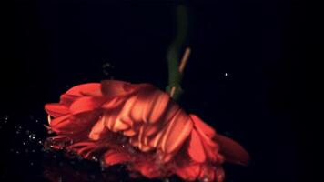 súper lento movimiento uno rojo gerbera flor caídas en el mesa. filmado a 1000 fps.on un negro antecedentes. video