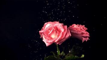 Super slow motion on the rose flowers drops the water with splashes. Filmed at 1000 fps.On a black background. video