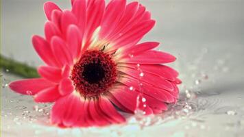 super langzaam beweging een roze gerbera bloem valt Aan de tafel. gefilmd Aan een hoge snelheid camera Bij 1000 fps.aan een wit achtergrond. video