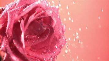 Super slow motion droplets of water fall on a freshly cut rose flower. Filmed on a high-speed camera at 1000 fps.On a pink background. video