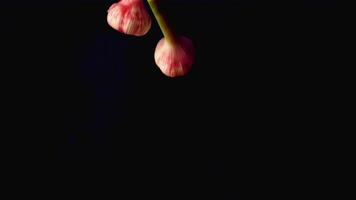 Super slow motion garlic falls on a black background. Filmed on a high-speed camera at 1000 fps. High quality FullHD footage video