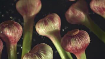 Super schleppend Bewegung Knoblauch mit spritzt von Wasser auf ein schwarz Hintergrund.gefilmt auf ein schnelle Geschwindigkeit Kamera beim 1000 fps. hoch Qualität fullhd Aufnahmen video