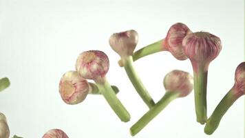 Super slow motion garlic falls on a white background. Filmed on a high-speed camera at 1000 fps.High quality FullHD footage video