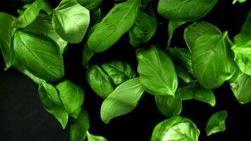 Basil leaves fly up. Filmed is slow motion 1000 fps. High quality FullHD footage video