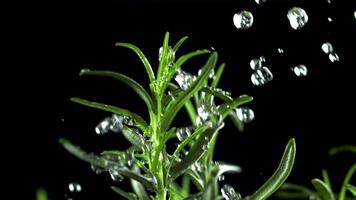 Rosemary with drops of falling water. Filmed is slow motion 1000 fps. High quality FullHD footage video