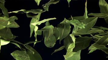 Bay leaf flies up and falls. Filmed is slow motion 1000 fps. High quality FullHD footage video