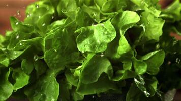 Super schleppend Bewegung auf das Grüner Salat Blätter fallen Tropfen von Wasser. auf ein hölzern Hintergrund.gefilmt beim 1000 fps. video
