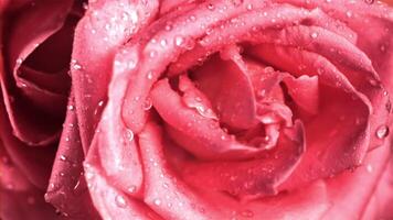 Super slow motion with rose petals drains water. Macro background. Filmed on a high-speed camera at 1000 fps. video