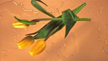 Super slow motion yellow tulip flowers fall on the water. On an orange background. Filmed on a high-speed camera at 1000 fps. video