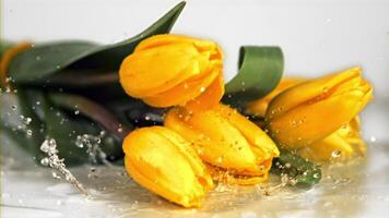 Super slow motion flowers tulips fall on the water with splashes. Filmed at 1000 fps.On a white background. video