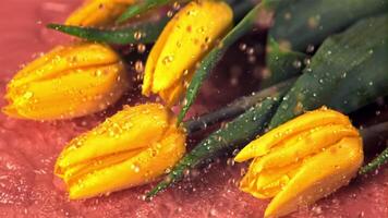 súper lento movimiento agua caídas en el amarillo flores de tulipanes en un rosado antecedentes. filmado a 1000 fps. video