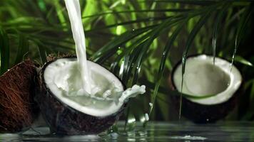 Milk is poured into half a coconut with a splash. Filmed on a high-speed camera at 1000 fps. High quality FullHD footage video