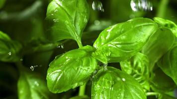 Rain falls on the basil leaves. Filmed is slow motion 1000 fps. High quality FullHD footage video