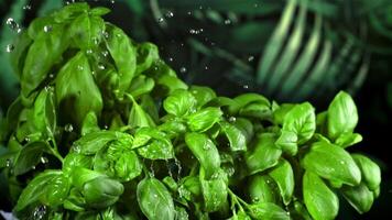 Drops of water fall on the basil. Filmed is slow motion 1000 fps. High quality FullHD footage video