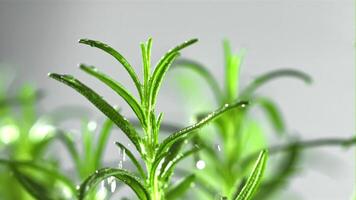 Rosemary with drops of falling water. Filmed is slow motion 1000 fps. High quality FullHD footage video